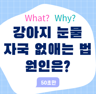 강아지 눈물 자국 없애, 원인과 방법은?